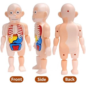 پک ساخت آناتومی بدن انسان با لوازم کامل _اسباب بازی علمی