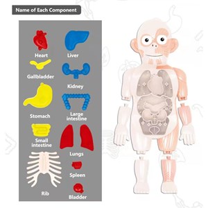 پک ساخت آناتومی بدن انسان با لوازم کامل _اسباب بازی علمی