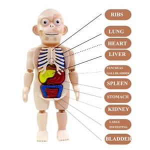پک ساخت آناتومی بدن انسان با لوازم کامل _اسباب بازی علمی