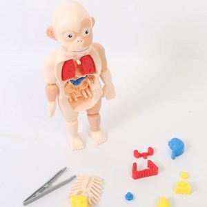 پک ساخت آناتومی بدن انسان با لوازم کامل _اسباب بازی علمی