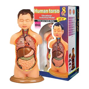 مولاژ نیم تنه انسان مدل عروسکی 8 قسمتی _اسباب بازی علمی