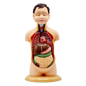 مولاژ نیم تنه انسان مدل عروسکی 8 قسمتی _اسباب بازی علمی