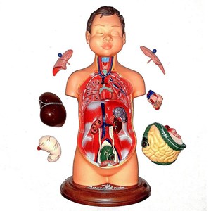 مولاژ نیم تنه انسان مدل عروسکی 8 قسمتی _اسباب بازی علمی