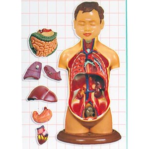 مولاژ نیم تنه انسان مدل عروسکی 8 قسمتی _اسباب بازی علمی