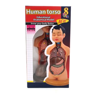 مولاژ نیم تنه انسان مدل عروسکی 8 قسمتی _اسباب بازی علمی