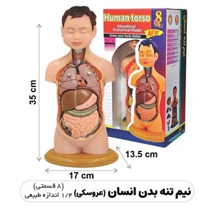 مولاژ نیم تنه انسان مدل عروسکی 8 قسمتی _اسباب بازی علمی