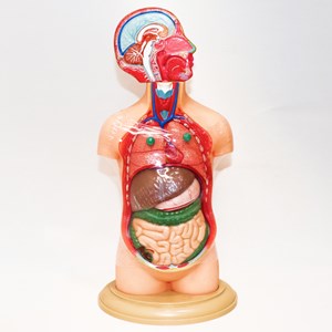 مولاژ نیم تنه انسان 10 قسمتی مقیاس 1:4_اسباب بازی علمی