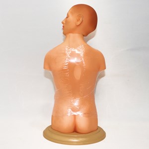 مولاژ نیم تنه انسان 10 قسمتی مقیاس 1:4_اسباب بازی علمی