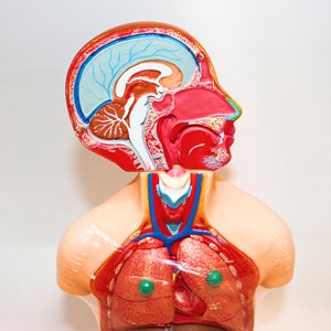 مولاژ نیم تنه انسان 10 قسمتی مقیاس 1:4_اسباب بازی علمی